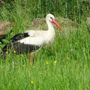 White Stork