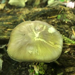 Fawn Mushroom