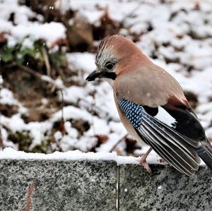 Eurasian Jay