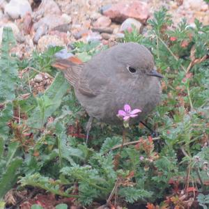 Black Redstart