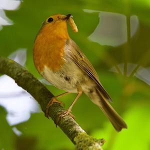 European Robin