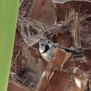 Crested Tit