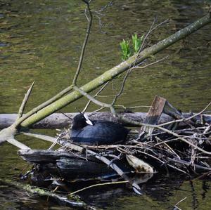 Common Coot