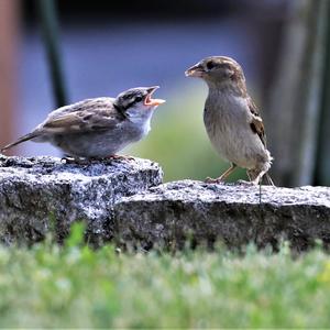 House Sparrow