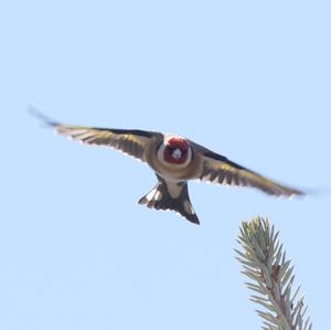 European Goldfinch