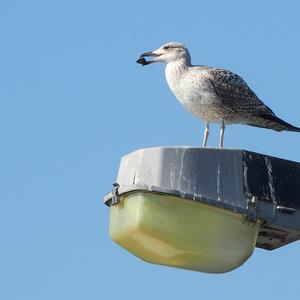 Yellow-legged Gull