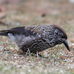 Spotted Nutcracker