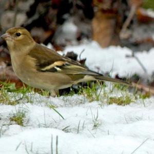 Eurasian Chaffinch