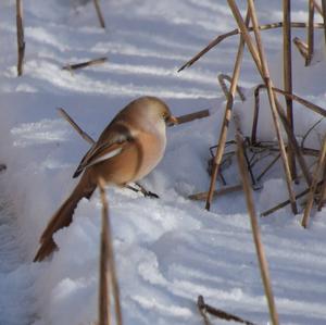 Bearded Parrotbill