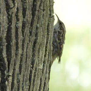 Short-toed Treecreeper