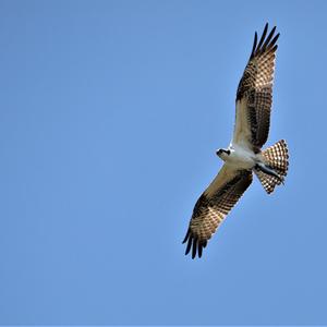 Osprey