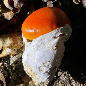 Caesar´s Mushroom