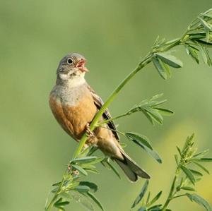 Ortolan Bunting