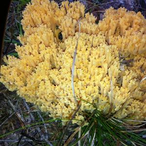 Gelbbräunende Koralle