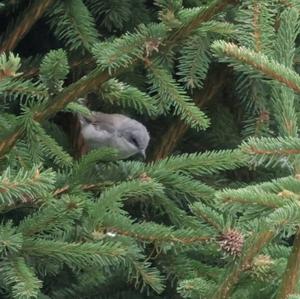 Lesser Whitethroat