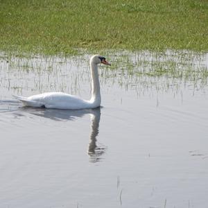 Höckerschwan