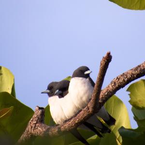 White-breasted Woodswallow