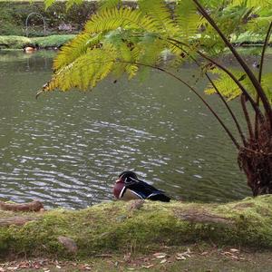 Wood Duck