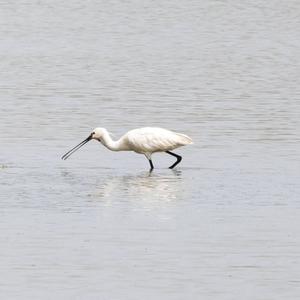 Eurasian Spoonbill