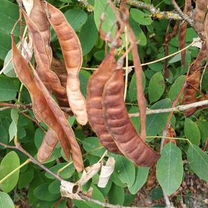 Black Locust