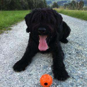 Giant Schnauzer