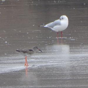 Common Redshank