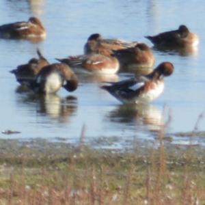 Ferruginous Duck