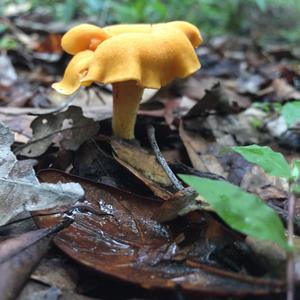 Chanterelle, Common