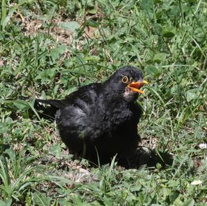 Eurasian Blackbird