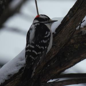 Downy Woodpecker