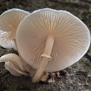 Porcelain Fungus