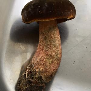 Dotted-stem Bolete