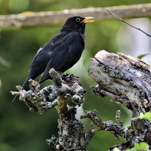 Eurasian Blackbird