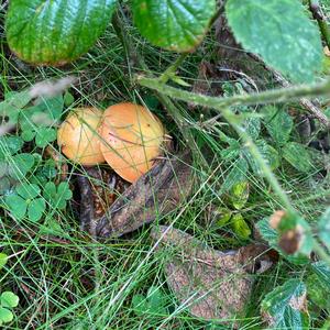 Larch Suillus