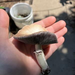 Wine-cap Stropharia