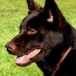 Unknown Breed