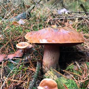 Satan`s Bolete