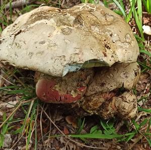 Satan`s Bolete