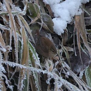 Winter Wren