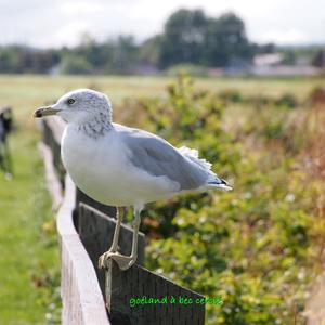 Ring-billed Gull