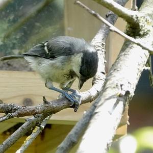 Great Tit