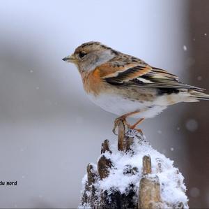 Brambling