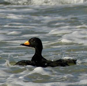 Black Scoter