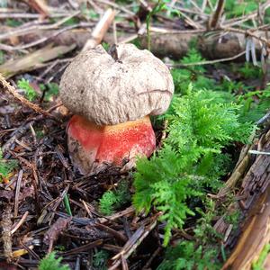 Scarlet-stemmed Bolete