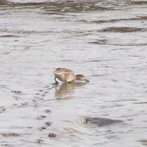 Common Teal