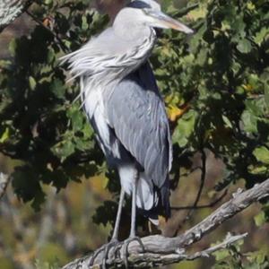 Grey Heron