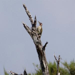 Eurasian Green Woodpecker