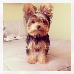 Unknown Breed