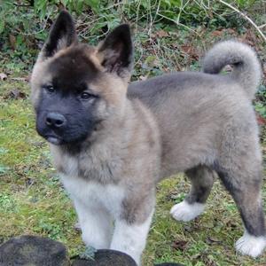 American Akita