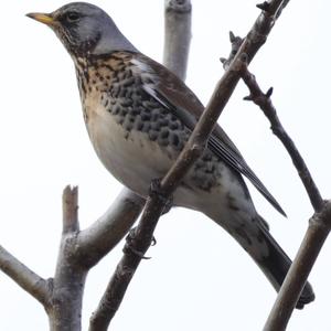 Fieldfare